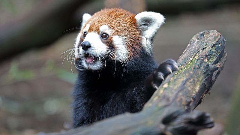 Nashville moves to seize land from $700M data center developer over zoo concerns Nashville moves to seize land from $700M data center developer over zoo concerns
