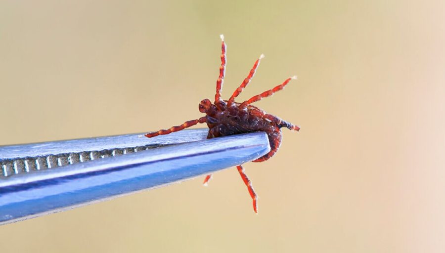 Tailscale blames 16-year-old SQLite bug for last year's outages Tailscale blames 16-year-old SQLite bug for last year's outages